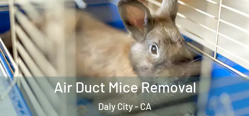  Air Duct Mice Removal Daly City - CA